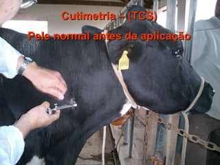 [email_address] Cutimetria – (TCS) Pele normal antes da aplicação 