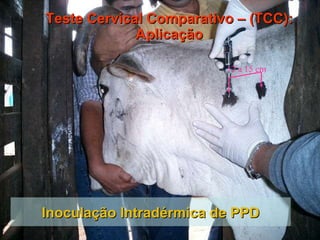 [email_address] Inoculação Intradérmica de PPD Teste Cervical Comparativo – (TCC): Aplicação 12 a 15 cm 