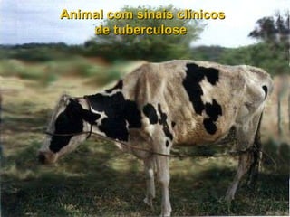 Animal com sinais clínicos de tuberculose  
