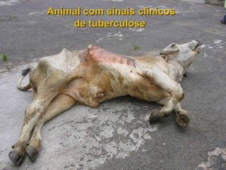 [email_address] Animal com sinais clínicos de tuberculose  