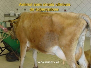 VACA JERSEY - MG Animal sem sinais clínicos de tuberculose  
