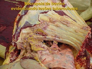 Necropsia de bovino evidenciando lesões tuberculosas 
