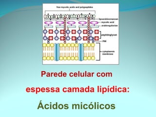 Parede celular com  espessa camada lipídica: Ácidos micólicos  