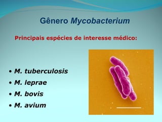 M. tuberculosis M. leprae M. bovis M. avium Gênero  Mycobacterium Principais espécies de interesse médico: 