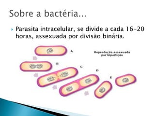  Parasita intracelular, se divide a cada 16-20
horas, assexuada por divisão binária.
 
