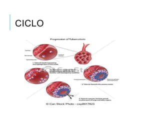 CICLO

 