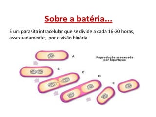 Sobre a batéria...
É um parasita intracelular que se divide a cada 16-20 horas,
assexuadamente, por divisão binária.

 