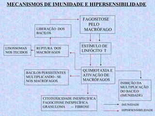 MECANISMOS DE IMUNIDADE E HIPERSENSIBILIDADE FAGOSITOSE    PELO  MACRÓFAGO ESTÍMULO DE  LINFÓCITO  T QUIMIOTAXIA E ATIVAÇÃO DE MACRÓFAGOS INIBIÇÃO DA  MULTIPLICAÇÃO DO BACILO (IMUNIDADE) LIBERAÇÃO  DOS  BACILOS RUPTURA  DOS  MACRÓFAGOS BACILOS PERSISTENTES MULTIPLICANDO - SE  NOS MACRÓFAGOS CITOTOXICIDADE INESPECÍFICA  FAGOCITOSE INESPECÍFICA  GRANULOMA  --  FIBROSE LISOSSOMAS NOS TECIDOS IMUNIDADE HIPERSENSIBILIDADE 