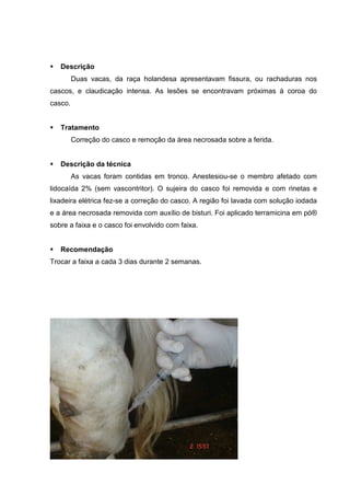 Descrição
Duas vacas, da raça holandesa apresentavam fissura, ou rachaduras nos
cascos, e claudicação intensa. As lesões se encontravam próximas à coroa do
casco.
Tratamento
Correção do casco e remoção da área necrosada sobre a ferida.
Descrição da técnica
As vacas foram contidas em tronco. Anestesiou-se o membro afetado com
lidocaída 2% (sem vascontritor). O sujeira do casco foi removida e com rinetas e
lixadeira elétrica fez-se a correção do casco. A região foi lavada com solução iodada
e a área necrosada removida com auxílio de bisturi. Foi aplicado terramicina em pó®
sobre a faixa e o casco foi envolvido com faixa.
Recomendação
Trocar a faixa a cada 3 dias durante 2 semanas.
 