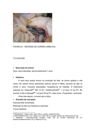FIGURA 24 – NECROSE DO CORDÃO UMBILICAL
7.5 LEUCOSE
Descrição do animal
Vaca, raça holandesa, aproximadamente 7 anos.
Histórico
A vaca teve queda brusca na produção de leite, se tornou apática e não
comia. No exame clínico apresentou esterco escuro e fétido, acúmulo de gás no
rúmen e ceco, mucosas alaranjadas. Suspeitou-se de hepatite. O tratamento
instituído foi: Sedacol®66
200 ml EV, Oxitetraciclina®67
1 ml para 10 kg PV, IM,
durante 3 dias e Diaseg®68
1 ml para 20 kg PV, dose única. Prognóstico: reservado.
Onze dias depois, o animal veio a óbito.
Achados de necropsia
Vesícula biliar aumantada
Retenção de bile nos intestinos e abomaso
Tumor intestinal
66
SEDACOL® - Calbos Ltda. Cada 100 mL contém: sorbitol 50,00 g.
67
OXITETRACICLICA L.A.® - Bayer S.A. Cada 100 mL contém: diidrato de oxitetraciclina 21,6g.
68
DIASEG® - Schering-Plough Coopers. Cada 100 mL contém diaceturato de 4,4-
diazoaminodibenzamidina 7,0 g; antipirina 37,5 g.
 