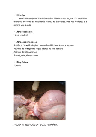 Histórico
A bezerra se apresentou estufada e foi fornecido óleo vegetal, VO e o animal
melhorou. No outro dia novamente estufou, foi dado óleo, mas não melhorou e a
bezerra veio a óbito.
Achados clínicos
Hérnia umbilical
Achados de necropsia
Aderência da região do piloro no anel herniário com áreas de necrose
Acúmulo de cerragem na região aderida no anel herniário
Acúmulo de leite no rúmen
Presença de pêlos no rúmen
Diagnóstico
Toxemia
FIGURA 26 - NECROSE DA REGIÃO HERNIÁRIA
 