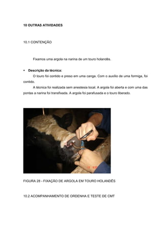 10 OUTRAS ATIVIDADES
10.1 CONTENÇÃO
Fixamos uma argola na narina de um touro holandês.
Descrição da técnica:
O touro foi contido e preso em uma canga. Com o auxílio de uma formiga, foi
contido.
A técnica foi realizada sem anestesia local. A argola foi aberta e com uma das
pontas a narina foi transfixada. A argola foi parafusada e o touro liberado.
FIGURA 28 - FIXAÇÃO DE ARGOLA EM TOURO HOLANDÊS
10.2 ACOMPANHAMENTO DE ORDENHA E TESTE DE CMT
 