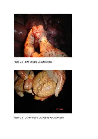 FIGURA 7 – LINFONODO MESENTÉRICO
FIGURA 8 - LINFONODOS MAMÁRIOS AUMENTADOS
 
