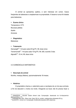 O animal se apresentou apático, e sem interesse em comer. Casos
freqüentes de babesiose e anaplasmose na propriedade. A bezerra nunca foi tratada
para babesiose.
Exame clínico
Temperatura: 41ºC
Mucosas pálidas
Apatia
Anorexia
Diagnóstico
Babesiose
Tratamento
Ganazeg®10
: 1ml para cada 20 kg PV, IM, dose única
Terramicina®11
: 1ml para cada 10 kg PV, IM, SID, durante 3 dias
Algivet®12
: 10 ml, IM, dose única
4.3 CARBÚNCULO SINTOMÁTICO
Descrição do animal
Novilha, mestiça (Nelore), aproximadamente 18 meses.
Histórico
O proprietário chamou o veterinário para a necrópsia de um de seus animais,
a fim de descobrir o motivo da morte. Chegando ao local, não foi preciso fazer a
10
GANAZEG® - Novartis Saúde Animal Ltda. Composição: diaceturato de 4,4-diazoamino-
dibenzamidina a 7%.
11
TERRAMICINA LA® - Pfizer Ltda. Cada 100 mL contém: oxitetraciclina diidratada 20,0 g.
12
ALGIVET® - Univet S.A. Composição: fenildimetil pirazolona 50% (dipirona).
 