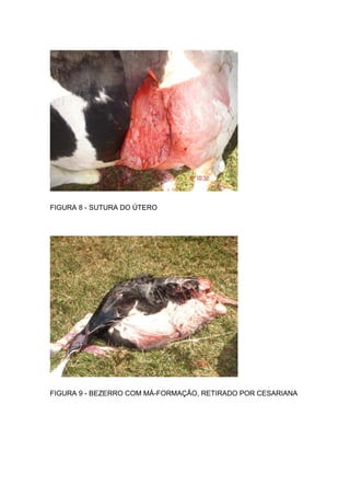 FIGURA 8 - SUTURA DO ÚTERO
FIGURA 9 - BEZERRO COM MÁ-FORMAÇÃO, RETIRADO POR CESARIANA
 