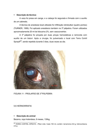 Descrição da técnica:
A vaca foi presa em canga, e a cabeça foi segurada e firmada com o auxílio
de um cabresto.
A técnica de anestesia local utilizada foi infiltração retrobulbar (quatro pontos)
(TURNER, 1999). Foi aplicado anestésico também na 3a
pálpebra. Foram utilizados
aproximadamente 20 ml de lidocaína 2%, sem vasoconstritor.
A 3a
pálpebra foi pinçada por duas pinças hemostáticas e removida com
auxílio de um bisturi. Após a cirurgia, foi pulverizado o local com Terra Cortril
Spray®56
, sendo repetido durante 3 dias, duas vezes ao dia.
FIGURA 11 - PROLAPSO DE 3a
PÁLPEBRA
5.6 HERNIORRAFIA
Descrição do animal
Bezerra, raça holandesa, 6 meses, 130kg.
56
TERRA CORTRIL SPRAY® - Pfizer Ltda. Cada 100 mL contém: terramicina 6,8 g; hidrocortisona
2,0 g.
 