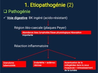 1. Etiopathogénie (2)


Pathogénie
Voie digestive BK ingéré (acido-résistant)
Région iléo-caecale (plaques Peyer)
Réaction inﬂammatoire
Abondance tissu lymphoïde/Stase physiologique/Absorption
importante
Granulome
tuberculoïde
Endartérite > œdème±
nécrose
Accentuation de la
collagénèse dans la sous
muqueuse > retressissement
de la lumière
 