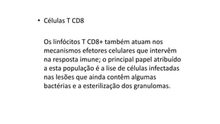 •Células T CD8 
Os linfócitos T CD8+ também atuam nos mecanismos efetores celulares que intervêm na resposta imune; o principal papel atribuído a esta população é a lise de células infectadas nas lesões que ainda contêm algumas bactérias e a esterilização dos granulomas.  