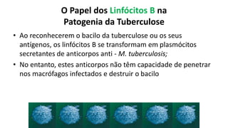 O Papel dos Linfócitos B naPatogenia da Tuberculose 
•Ao reconhecerem o bacilo da tuberculose ou os seus antígenos, os linfócitos B se transformam em plasmócitossecretantesde anticorpos anti-M. tuberculosis; 
•No entanto, estes anticorpos não têm capacidade de penetrar nos macrófagos infectados e destruir o bacilo  