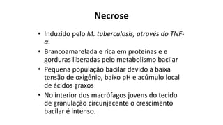 Necrose 
•Induzido pelo M. tuberculosis, através do TNF- α. 
•Brancoamareladae rica em proteínas e egorduras liberadas pelo metabolismo bacilar 
•Pequena população bacilar devido à baixa tensão de oxigênio, baixo pH e acúmulo local de ácidos graxos 
•No interior dos macrófagos jovens do tecido de granulação circunjacenteo crescimento bacilar é intenso.  