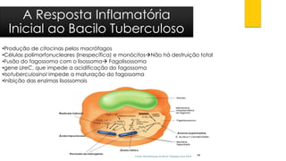 •Produção de citocinaspelos macrófagos 
•Células polimorfonucleares(Inespecífica) e monócitosNão há destruição total 
•Fusão do fagossomacom o lisossomaFagolisossoma 
•geneUreC, que impede a acidificação do fagossoma 
•Isotuberculosinolimpede a maturação do fagossoma 
•Inibição das enzimas lisossomais 
A Resposta InflamatóriaInicial ao Bacilo Tuberculoso  