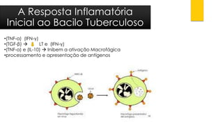 •(TNF-α) (IFN-γ) 
•(TGF-β)LT e (IFN-γ) 
•(TNF-α) e (IL-10) Inibem a ativação Macrofágica 
•processamento e apresentação de antígenos 
A Resposta InflamatóriaInicial ao Bacilo Tuberculoso  