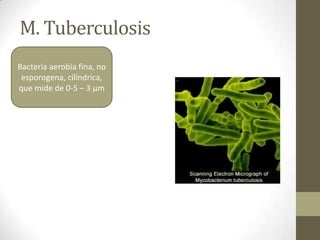 M. Tuberculosis
Bacteria aerobia fina, no
esporogena, cilíndrica,
que mide de 0-5 – 3 µm
 