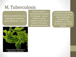 M. Tuberculosis
Bacteria aerobia fina, no
esporogena, cilíndrica,
que mide de 0-5 – 3 µm
Suele no captar el
colorante Gram (neutra),
sin embargo , una vez
teñidas no puede
cambiar de color con el
alcohol ni los ácidos:
Bacilo acidorresistente
Esta falta de coloración
es porque poseen en su
pared celular gran
cantidad de AC.
MICÓLICO, ac. Grasos
de cadena larga y otros
lípidos.
 