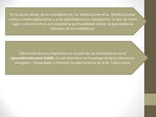 En la pared celular de las micobacterias, los lipidos (como el ac. Micólico) están
unidos a Arabinogalactanos y a los péptidoglucanos subyacentes, lo que da como
lugar a una estructura con escasísima permeabilidad celular, lo que explica la
infeciacia de los antibióticos.
Otra molécula muy importante en la pare de las micobacterias es el
Lipoarabinomanano (LAM), el cual interviene en la patogenia de la interacción
patógeno – hospedador y favorece la supervivencia de la M. Tuberculosis
 