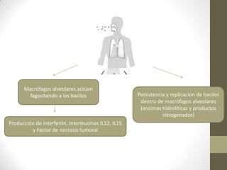 Macrófagos alveolares actúan
fagocitando a los bacilos Persistencia y replicación de bacilos
dentro de macrófagos alveolares
(enzimas hidrolíticas y productos
nitrogenados)
Producción de interferón, Interleucinas IL12, IL15
y Factor de necrosis tumoral
 
