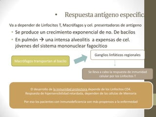 • Respuestaantígenoespecífica
Va a depender de Linfocitos T, Macrófagos y cel. presentadoras de antígeno
• Se produce un crecimiento exponencial de no. De bacilos
• En pulmón  una intensa alveolitis a expensas de cel.
jóvenes del sistema mononuclear fagocítico
El desarrollo de la inmunidad protectora depende de los Linfocitos CD4.
Respuesta de hipersensibilidad retardada, dependen de las células de Memoria
Por eso los pacientes con inmunodeficiencia son más propensos a la enfermedad
Macrófagos transportan al bacilo
Ganglios linfáticos regionales
Se lleva a cabo la respuesta de inmunidad
celular por los Linfocitos T
 