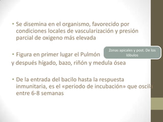 • Se disemina en el organismo, favorecido por
condiciones locales de vascularización y presión
parcial de oxigeno más elevada
• Figura en primer lugar el Pulmón
y después hígado, bazo, riñón y medula ósea
• De la entrada del bacilo hasta la respuesta
inmunitaria, es el «periodo de incubación» que oscila
entre 6-8 semanas
Zonas apicales y post. De los
lóbulos
 