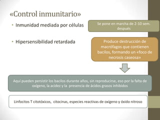 «Control inmunitario»
• Inmunidad mediada por células
• Hipersensibilidad retardada Produce destrucción de
macrófagos que contienen
bacilos, formando un «foco de
necrosis caseosa»
Aquí pueden persistir los bacilos durante años, sin reproducirse, eso por la falta de
oxígeno, la acidez y la presencia de ácidos grasos inhibidos
Linfocitos T citotóxicos, citocinas, especies reactivas de oxígeno y óxido nitroso
Se pone en marcha de 2-10 sem.
después
 