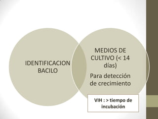 IDENTIFICACION
BACILO
MEDIOS DE
CULTIVO (< 14
días)
Para detección
de crecimiento
VIH : > tiempo de
incubación
 