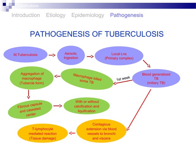 Pathogenesis Of Tb Flowchart Pathogenesis Of Tb Flowchart
