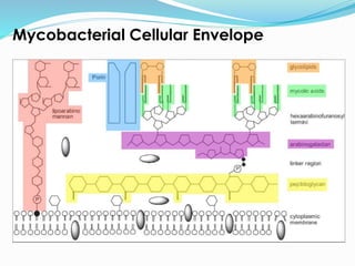 Mycobacterial Cellular Envelope
 