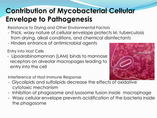 Contribution of Mycobacterial Cellular
Envelope to Pathogenesis
Resistance to Drying and Other Environmental Factors
- Thick, waxy nature of cellular envelope protects M. tuberculosis
from drying, alkali conditions, and chemical disinfectants
- Hinders entrance of antimicrobial agents
Entry into Host Cells
- Lipoarabinomannan (LAM) binds to mannose
receptors on alveolar macropages leading to
entry into the cell
Interference of Host Immune Response
- Glycolipids and sulfolipids decrease the effects of oxidative
cytotoxic mechanism
- Inhibition of phagosome and lysosome fusion inside macrophage
- Waxy cellular envelope prevents acidification of the bacteria inside
the phagosome
 