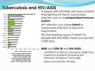 - A person with HIV/AIDS will have a harder
time fighting off the M. tuberculosis
infection due to a compromised immune
system.
- HIV infection can cause latent M.
tuberculosis infection to become
reactivated.
- TB is the leading cause of death for
people with HIV/AIDS: mean survival rate
is 430 days.
- MDR and XDR-TB and HIV/AIDS:
- Additional symptoms: excessive weight loss,
respiratory problems (including the
formation of lesions in the lungs).
- Mean survival rate: 45 days.
Tuberculosis and HIV/AIDS
 