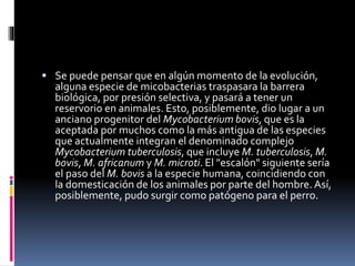  Se puede pensar que en algún momento de la evolución,
alguna especie de micobacterias traspasara la barrera
biológica, por presión selectiva, y pasará a tener un
reservorio en animales. Esto, posiblemente, dio lugar a un
anciano progenitor del Mycobacterium bovis, que es la
aceptada por muchos como la más antigua de las especies
que actualmente integran el denominado complejo
Mycobacterium tuberculosis, que incluye M. tuberculosis, M.
bovis, M. africanum y M. microti. El "escalón" siguiente sería
el paso del M. bovis a la especie humana, coincidiendo con
la domesticación de los animales por parte del hombre. Así,
posiblemente, pudo surgir como patógeno para el perro.
 
