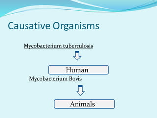 Causative Organisms
Mycobacterium tuberculosis
Mycobacterium Bovis
Human
Animals
 