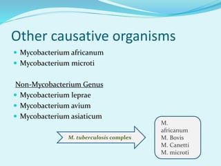 Other causative organisms
 Mycobacterium africanum
 Mycobacterium microti
Non-Mycobacterium Genus
 Mycobacterium leprae
 Mycobacterium avium
 Mycobacterium asiaticum
M.
africanum
M. Bovis
M. Canetti
M. microti
M. tuberculosis complex
 