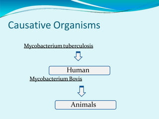Causative Organisms
Mycobacterium tuberculosis
Human
Mycobacterium Bovis
Animals
 