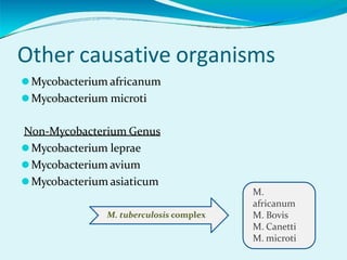 Other causative organisms
⚫Mycobacterium africanum
⚫Mycobacterium microti
Non-Mycobacterium Genus
⚫Mycobacterium leprae
⚫Mycobacterium avium
⚫Mycobacterium asiaticum
M.
africanum
M. Bovis
M. Canetti
M. microti
M. tuberculosis complex
 