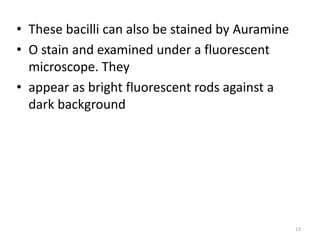 • These bacilli can also be stained by Auramine
• O stain and examined under a fluorescent
microscope. They
• appear as bright fluorescent rods against a
dark background
13
 