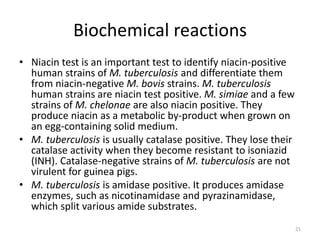 Biochemical reactions
• Niacin test is an important test to identify niacin-positive
human strains of M. tuberculosis and differentiate them
from niacin-negative M. bovis strains. M. tuberculosis
human strains are niacin test positive. M. simiae and a few
strains of M. chelonae are also niacin positive. They
produce niacin as a metabolic by-product when grown on
an egg-containing solid medium.
• M. tuberculosis is usually catalase positive. They lose their
catalase activity when they become resistant to isoniazid
(INH). Catalase-negative strains of M. tuberculosis are not
virulent for guinea pigs.
• M. tuberculosis is amidase positive. It produces amidase
enzymes, such as nicotinamidase and pyrazinamidase,
which split various amide substrates.
21
 