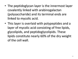 • The peptidoglycan layer is the innermost layer
covalently linked with arabinogalactan
(polysaccharide) and its terminal ends are
linked to mycolic acid.
• This layer is overlaid with polypeptides and a
layer of mycolic acid consisting of free lipids,
glycolipids, and peptidoglycolipids. These
lipids constitute nearly 60% of the dry weight
of the cell wall.
28
 