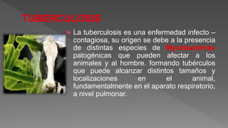  La tuberculosis es una enfermedad infecto –
contagiosa, su origen se debe a la presencia
de distintas especies de Mycobacterias
patogénicas que pueden afectar a los
animales y al hombre. formando tubérculos
que puede alcanzar distintos tamaños y
localizaciones en el animal,
fundamentalmente en el aparato respiratorio,
a nivel pulmonar.
 