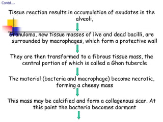 Contd….
Tissue reaction results in accumulation of exudates in the
alveoli,
Granuloma, new tissue masses of live and dead bacilli, are
surrounded by macrophages, which form a protective wall
They are then transformed to a fibrous tissue mass, the
central portion of which is called a Ghon tubercle
The material (bacteria and macrophage) become necrotic,
forming a cheesy mass
This mass may be calcified and form a collagenous scar. At
this point the bacteria becomes dormant
 