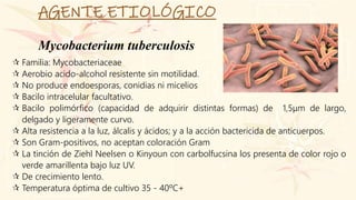 AGENTE ETIOLÓGICO
Mycobacterium tuberculosis
 Familia: Mycobacteriaceae
 Aerobio acido-alcohol resistente sin motilidad.
 No produce endoesporas, conidias ni micelios
 Bacilo intracelular facultativo.
 Bacilo polimórfico (capacidad de adquirir distintas formas) de 1,5μm de largo,
delgado y ligeramente curvo.
 Alta resistencia a la luz, álcalis y ácidos; y a la acción bactericida de anticuerpos.
 Son Gram-positivos, no aceptan coloración Gram
 La tinción de Ziehl Neelsen o Kinyoun con carbolfucsina los presenta de color rojo o
verde amarillenta bajo luz UV.
 De crecimiento lento.
 Temperatura óptima de cultivo 35 - 40ºC+
 