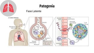 Patogenia
Fase Latente
 
